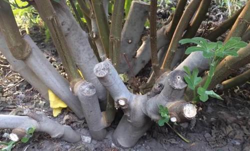 Инжир домашний уход. Описание и виды культуры 11