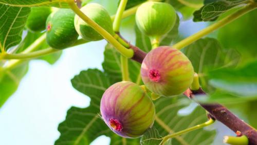 Инжир комнатный. Посадка инжира