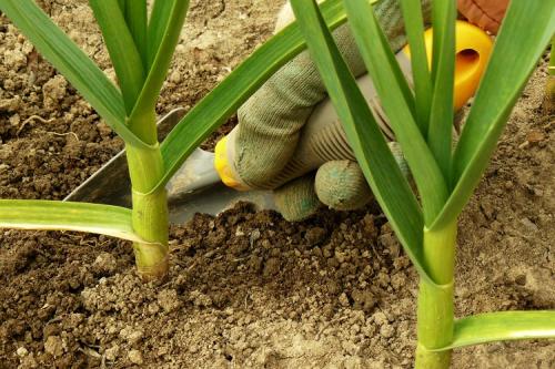 Нашатырный спирт, как удобрение. 8 главных способов применения нашатырного спирта в 2022 году для огорода и сада: что и как им поливать