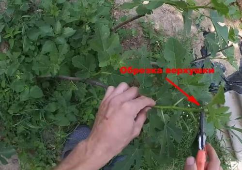 Инжир домашний уход. Описание и виды культуры 09