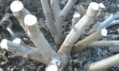 Инжир домашний уход. Описание и виды культуры 10