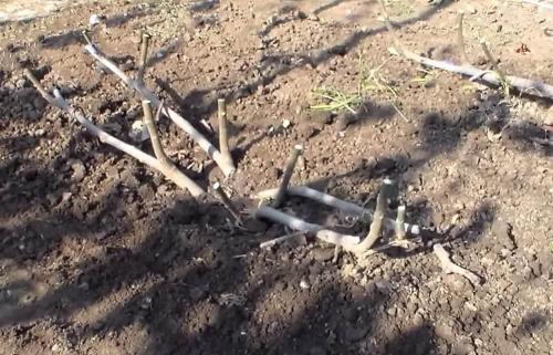 Инжир домашний уход. Описание и виды культуры 12