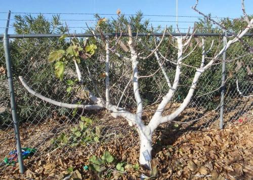 Инжир домашний уход. Описание и виды культуры 07