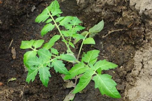 Нашатырный спирт, как удобрение. 8 главных способов применения нашатырного спирта в 2022 году для огорода и сада: что и как им поливать