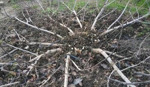 Инжир домашний уход. Описание и виды культуры 13