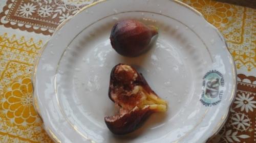 Инжир комнатный. Посадка инжира