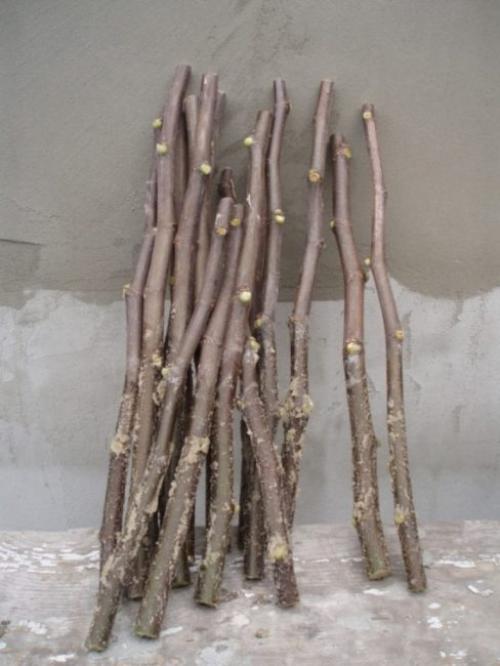 Инжир комнатный. Посадка инжира