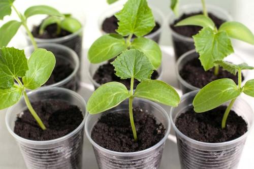 Нашатырный спирт, как удобрение. 8 главных способов применения нашатырного спирта в 2022 году для огорода и сада: что и как им поливать