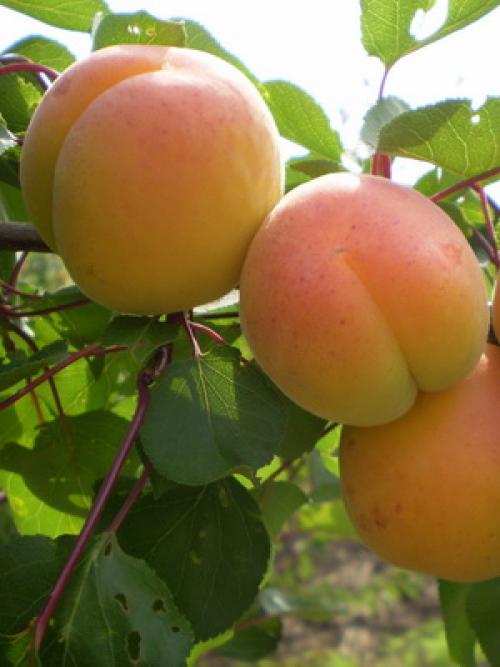 Поздние сорта абрикоса. Лучшие сорта абрикосов разного срока созревания 07 Поздние сорта абрикоса. Лучшие сорта абрикосов разного срока созревания 07