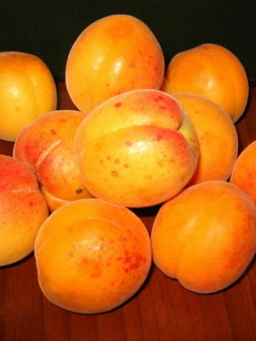 Поздние сорта абрикоса. Лучшие сорта абрикосов разного срока созревания 08 Поздние сорта абрикоса. Лучшие сорта абрикосов разного срока созревания 08