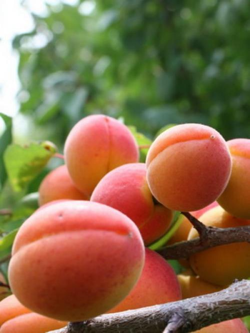 Поздние сорта абрикоса. Лучшие сорта абрикосов разного срока созревания 03 Поздние сорта абрикоса. Лучшие сорта абрикосов разного срока созревания 03