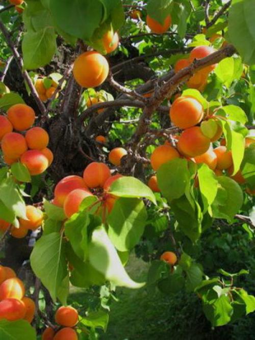 Поздние сорта абрикоса. Лучшие сорта абрикосов разного срока созревания 13 Поздние сорта абрикоса. Лучшие сорта абрикосов разного срока созревания 13