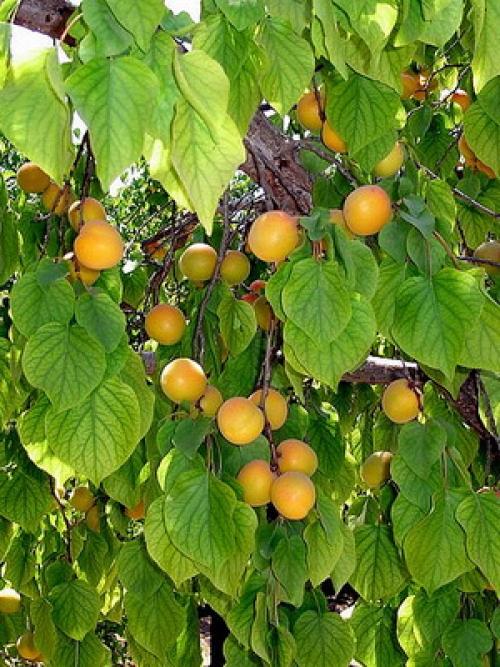 Поздние сорта абрикоса. Лучшие сорта абрикосов разного срока созревания 14 Поздние сорта абрикоса. Лучшие сорта абрикосов разного срока созревания 14