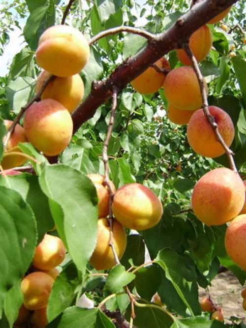 Поздние сорта абрикоса. Лучшие сорта абрикосов разного срока созревания 05 Поздние сорта абрикоса. Лучшие сорта абрикосов разного срока созревания 05