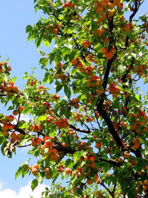 Поздние сорта абрикоса. Лучшие сорта абрикосов разного срока созревания 02 Поздние сорта абрикоса. Лучшие сорта абрикосов разного срока созревания 02