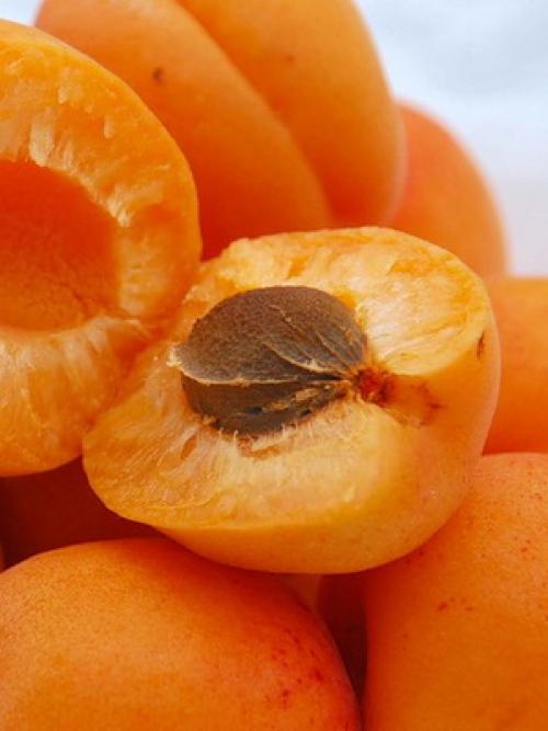 Поздние сорта абрикоса. Лучшие сорта абрикосов разного срока созревания 12 Поздние сорта абрикоса. Лучшие сорта абрикосов разного срока созревания 12