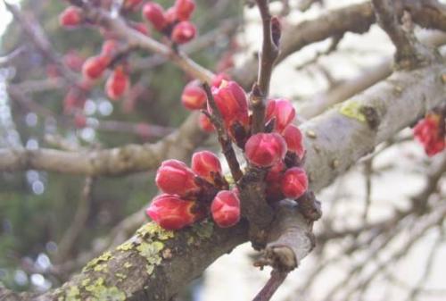 Абрикос Краснощёкий высота. Достоинства и недостатки сорта