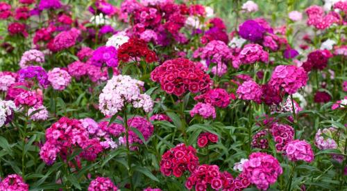 Гвоздика многолетняя посадка осенью и уход в открытом грунте. Посадка 04