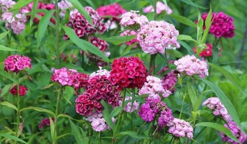 Турецкая гвоздика многолетняя. Турецкая гвоздика: бархат лепестков и аромат из детства