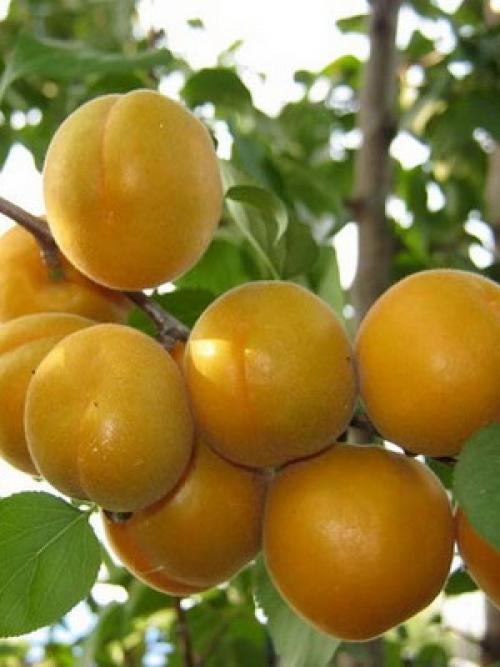 Поздние сорта абрикоса. Лучшие сорта абрикосов разного срока созревания 11 Поздние сорта абрикоса. Лучшие сорта абрикосов разного срока созревания 11