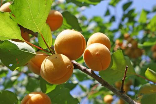 Абрикос царский. Основные характеристики сорта