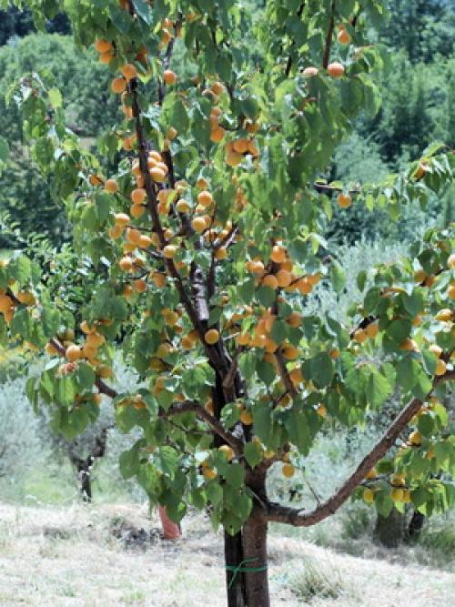 Поздние сорта абрикоса. Лучшие сорта абрикосов разного срока созревания 06 Поздние сорта абрикоса. Лучшие сорта абрикосов разного срока созревания 06