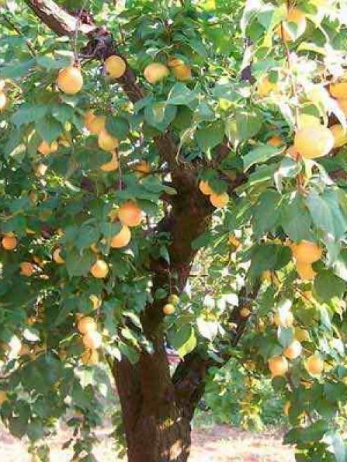 Поздние сорта абрикоса. Лучшие сорта абрикосов разного срока созревания 09 Поздние сорта абрикоса. Лучшие сорта абрикосов разного срока созревания 09