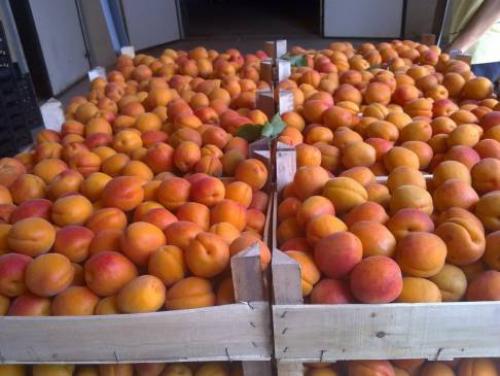 Абрикос Краснощёкий высота. Достоинства и недостатки сорта