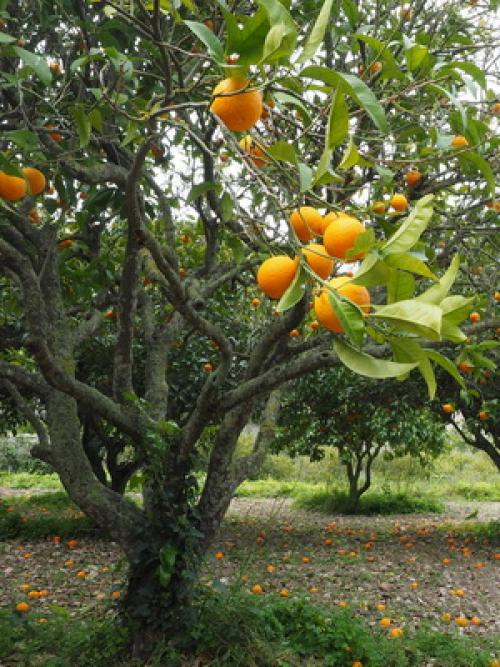 Поздние сорта абрикоса. Лучшие сорта абрикосов разного срока созревания 01 Поздние сорта абрикоса. Лучшие сорта абрикосов разного срока созревания 01