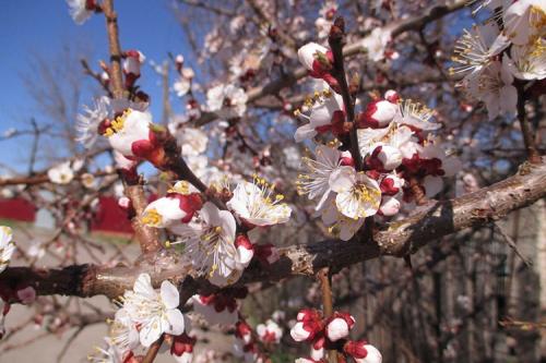 Абрикос царский. Основные характеристики сорта