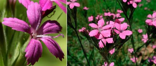 Гвоздика в горшке на улице. Гвоздика: виды, уход в саду и дома