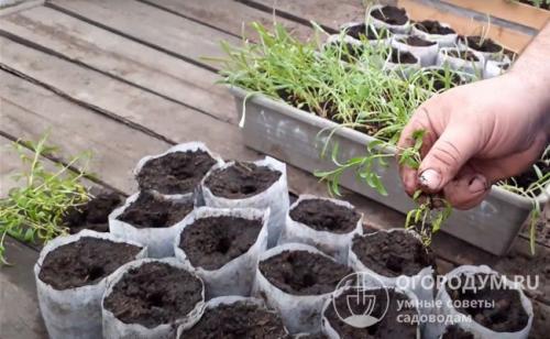 Гвоздика турецкая из семян. Сроки и правила посева