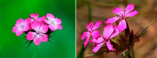 Гвоздика в горшке на улице. Гвоздика: виды, уход в саду и дома