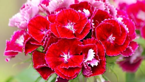 Гвоздика турецкая цветение в первый год. Турецкая гвоздика — посадка чуда и уход за ним