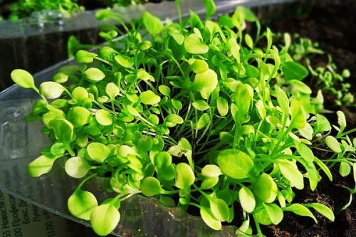 Когда сеять гвоздику турецкую на рассаду. Выращивание рассады турецкой гвоздики из семян