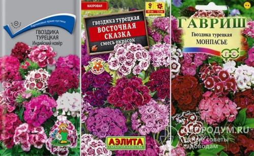 Гвоздика турецкая из семян. Сроки и правила посева