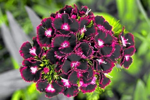 Когда сеять гвоздику турецкую на рассаду. Выращивание рассады турецкой гвоздики из семян