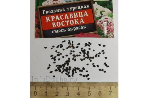 Когда сеять гвоздику турецкую на рассаду. Выращивание рассады турецкой гвоздики из семян