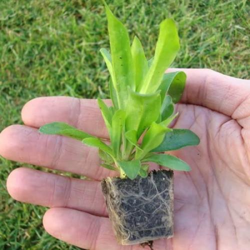 Гвоздика бородатая выращивание из семян. Посадка семенами в открытый грунт и на рассаду дома