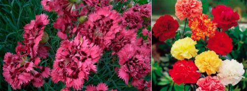 Гвоздика в горшке на улице. Гвоздика: виды, уход в саду и дома