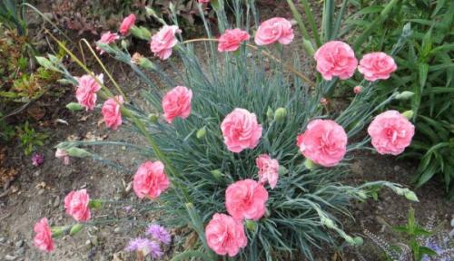 Когда сеять гвоздику семенами на рассаду в 2022 году. Разнообразие сортов гвоздики