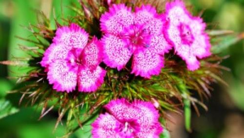 Гвоздика турецкая цветение в первый год. Турецкая гвоздика — посадка чуда и уход за ним