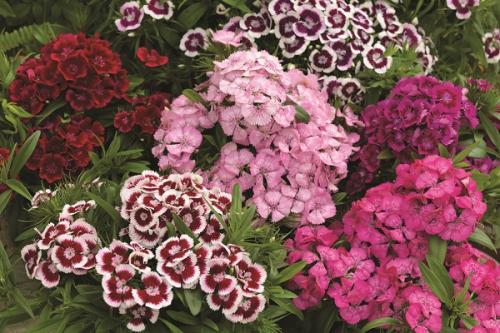 Когда сеять гвоздику турецкую на рассаду. Выращивание рассады турецкой гвоздики из семян