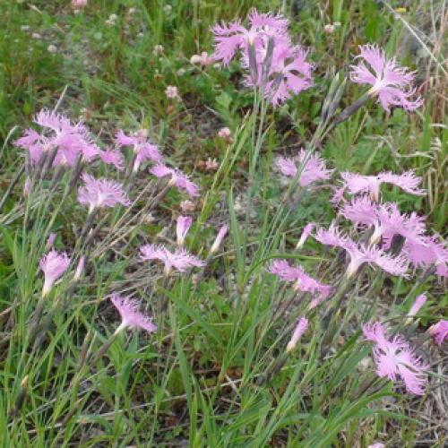 Гвоздика турецкая садовая многолетняя. Виды и сорта многолетних гвоздик: фото и описание цветов 09