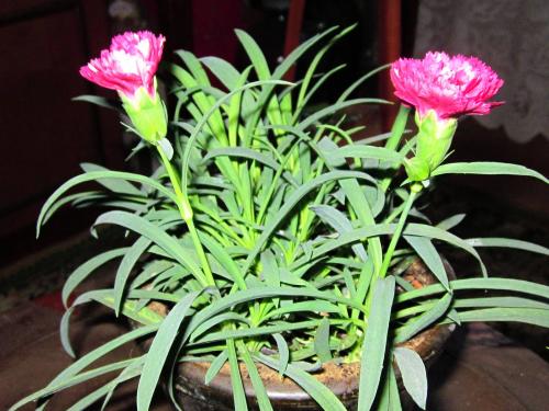 Турецкая гвоздика в горшке. Гвоздика в горшке — уход в домашних условиях