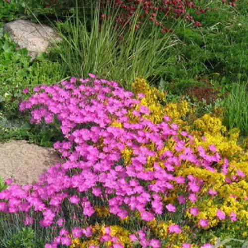 Гвоздика турецкая садовая многолетняя. Виды и сорта многолетних гвоздик: фото и описание цветов 08