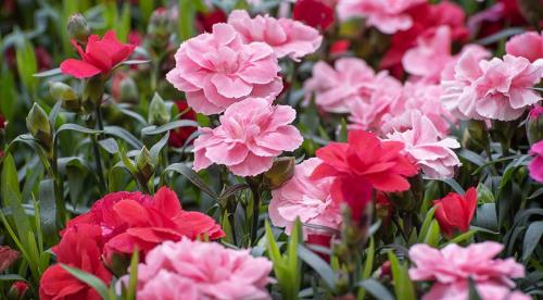 Выбор места для многолетней гвоздики. Посадка гвоздики в открытый грунт 02