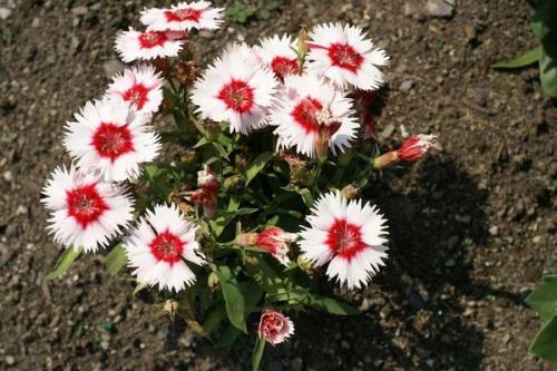 Турецкая гвоздика многолетняя. Описание растения