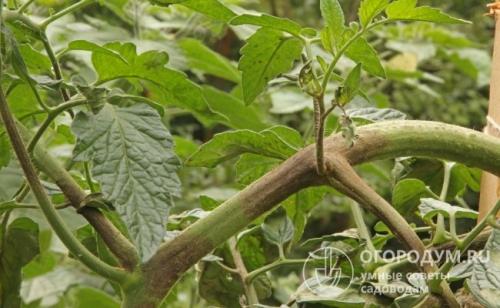 Водка от фитофторы. Как избавиться от фитофторы на помидорах