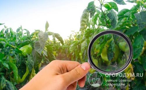 Водка от фитофторы. Как избавиться от фитофторы на помидорах